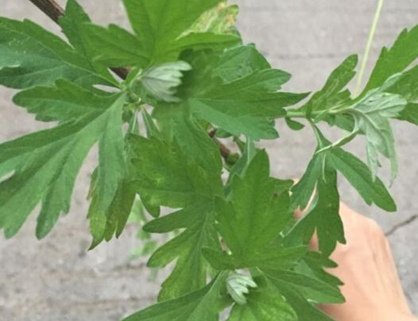 艾草驱蚊