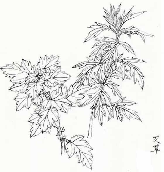 神奇艾叶:四大名艾北艾海艾蕲艾祁艾