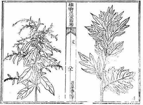 植物名实图考