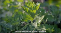 祁艾艾叶的优势作用