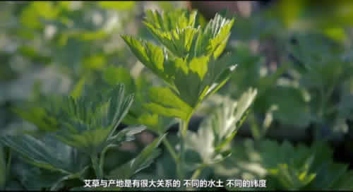 祁艾艾叶的优势作用