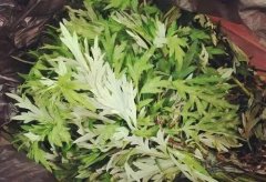 艾叶泡脚能治风湿吗