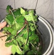 红艾有什么作用?