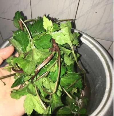 红艾有什么作用