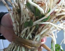 艾根的作用