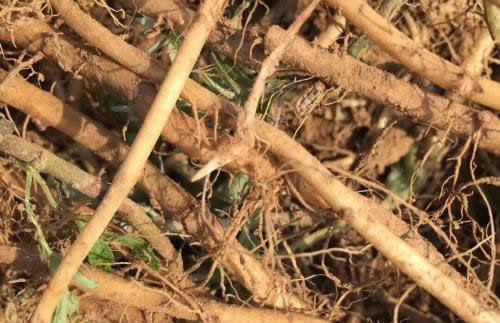 艾草根