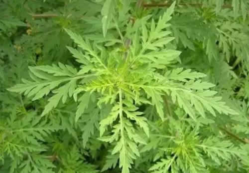 假艾草图片