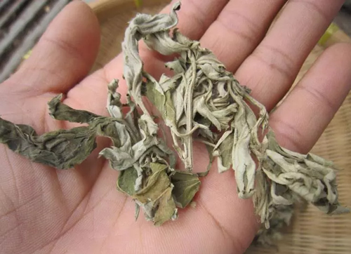 艾草的历史和功效,附16例艾草方剂