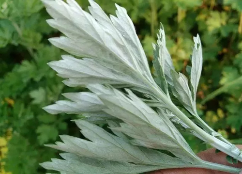 艾草