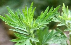 清明前的艾草似＂珍宝＂,摘一颗胜十副药
