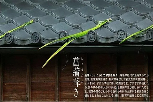 菖蒲