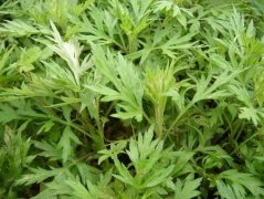 艾草妙用,艾草自制驱蚊水