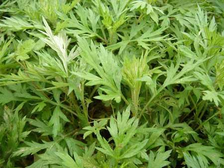 艾草妙用,艾草自制驱蚊水