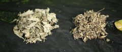 艾叶的用途广受喜爱