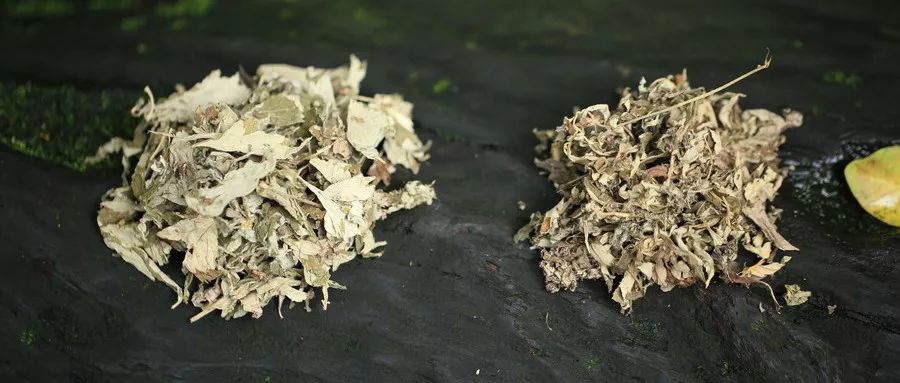 艾叶的用途
