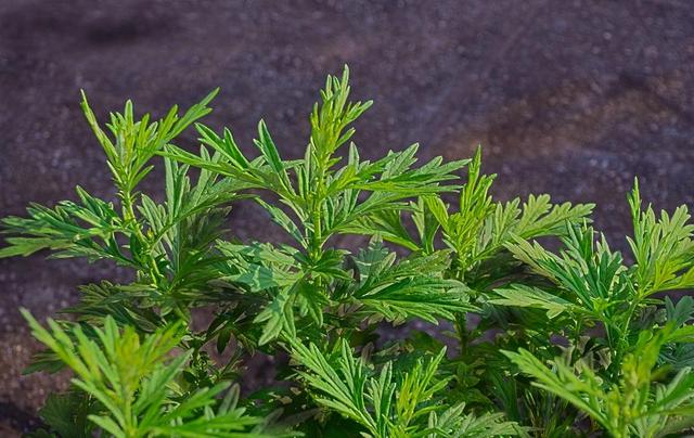 艾草的功效