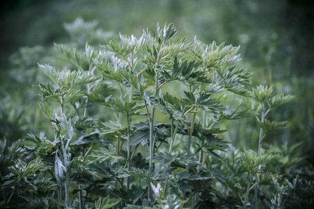 艾草的历史