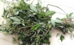 艾叶治疗阴道炎的方法