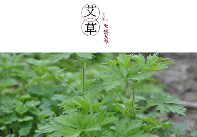 艾叶怎么治疗湿疹