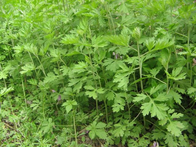 艾草泡脚去湿气又瘦身