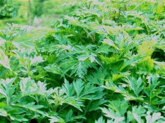 使用艾草时,如何区分艾草的种类呢?