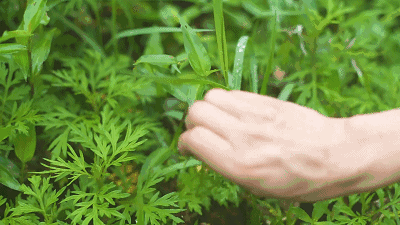 艾草