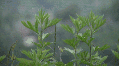 艾草妙用锦囊:艾草与端午的不解之缘