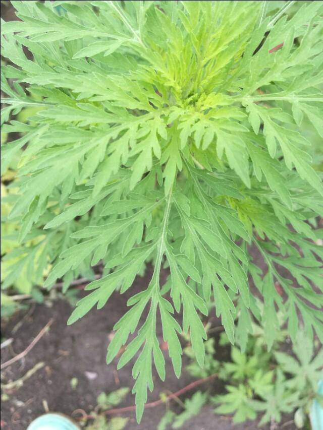假艾草图片