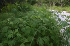 野艾能吃吗?艾草的营养价值功效