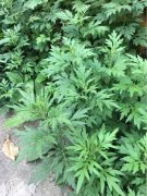 艾草毒性,艾草使用的正确姿势↓
