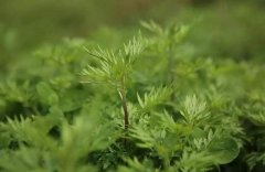 五月艾草妙用多,五月用艾草不怕蚊虫咬!