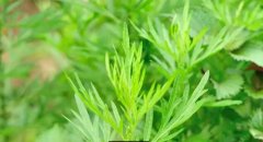 艾草有几种品种?种植在于品种与水源