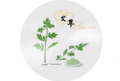 为什么选择艾草作为灸法的材料