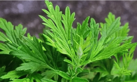 艾草