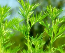 小艾草大产业:行业发展呼吁政策＂保驾护航＂