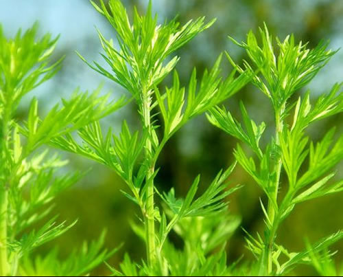 艾草