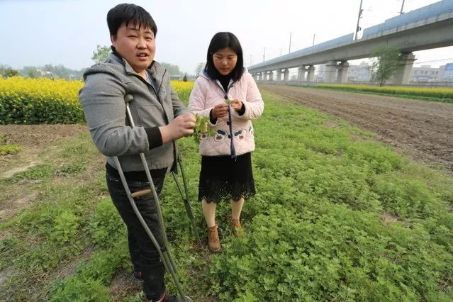 种植艾草