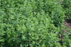南阳艾草种植24万余亩,注册企业1529家年销售80亿