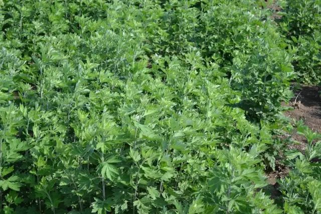 南阳艾草种植24万余亩,注册企业1529家年销售80亿元