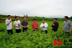 艾草种植加工项目被列为省级同心项目