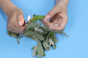 艾草产业