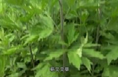山野艾草成就蕲春艾草百亿产业
