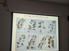 南阳市中医药发展局举办艾叶研究报告会