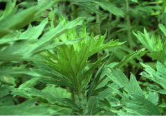 2019中国(郑州)国际中医药博览会暨艾草产品体