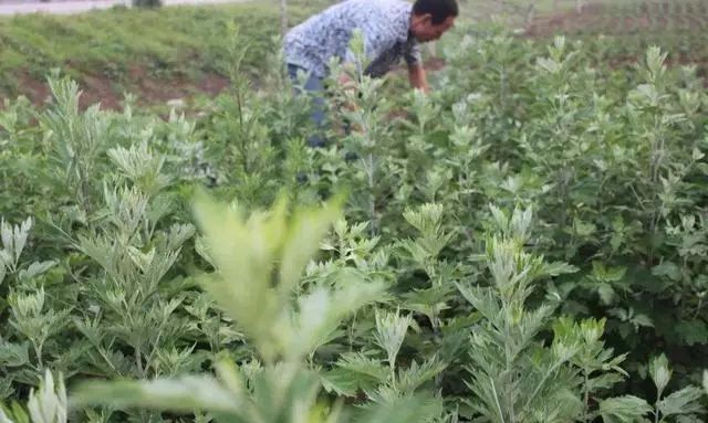 艾草种植前景如何,种植艾草一亩利润多少