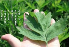 中国艾都,养生蕲春李时珍故里