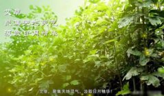 南阳艾草市场解析,如何发展壮大艾产业