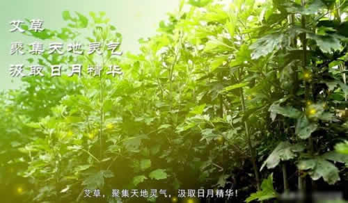 南阳艾草