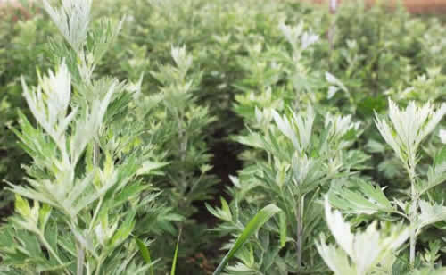 南阳艾草市场解析