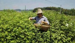 艾草产业蓬勃在今朝,南阳艾草产业发展透析
